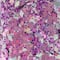 Berry Blush Specialty Polyester Glitter by Recollections™
